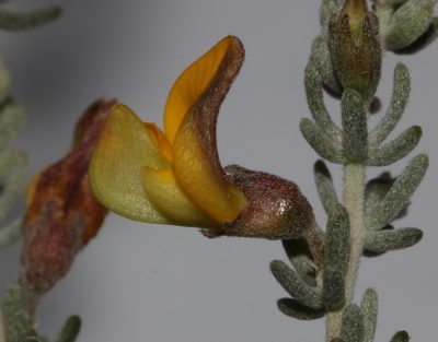 Aspalathus leucophylla, photographed by Brian du Preez
