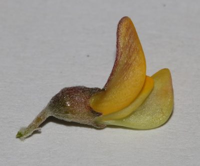 Aspalathus leucophylla, photographed by Brian du Preez
