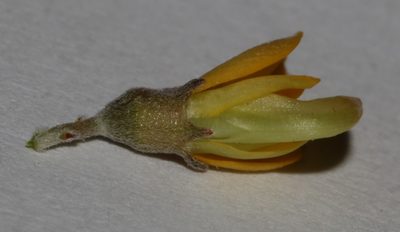 Aspalathus leucophylla, photographed by Brian du Preez