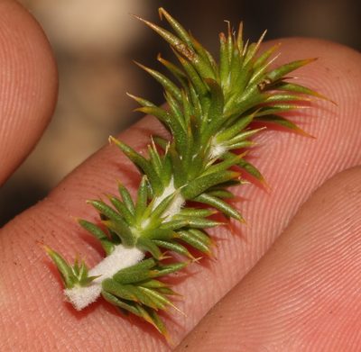 Aspalathus spiculata, photographed by Brian du Preez