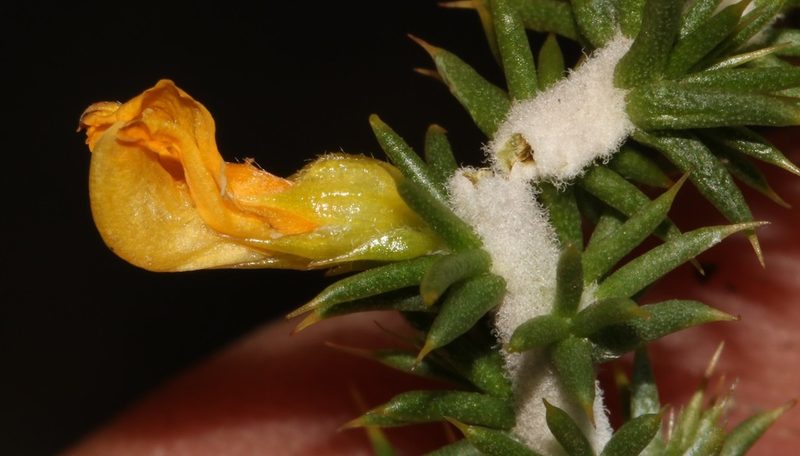 Aspalathus spiculata, photographed by Brian du Preez