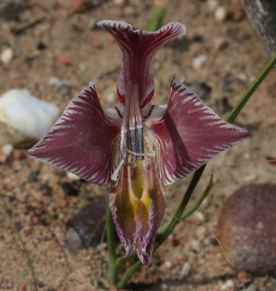 Gladiolus virescens, photographed by Brian du Preez