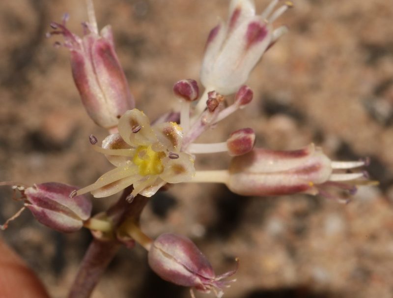 Lachenalia juncifolia, photographed by Brian du Preez