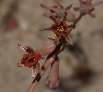 Tulbaghia capensis, photographed by Brian du Preez