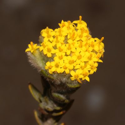 Hymenolepis gnidioides, photographed by Brian du Preez
