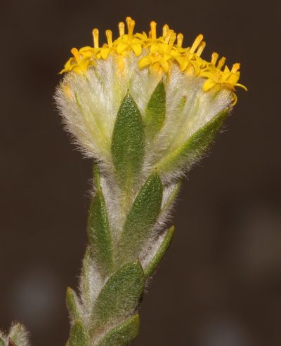Hymenolepis gnidioides, photographed by Brian du Preez