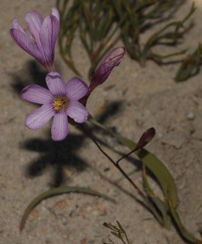 Ixia latifolia, photographed by Brian du Preez