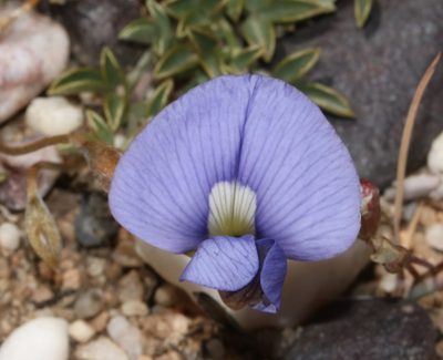 Lotononis argentea, photographed by Brian du Preez