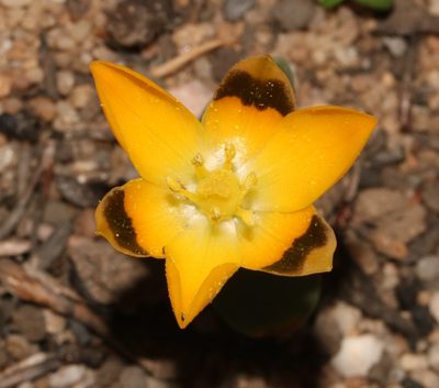 Eliokarmos thunbergianus, photographed by Brian du Preez