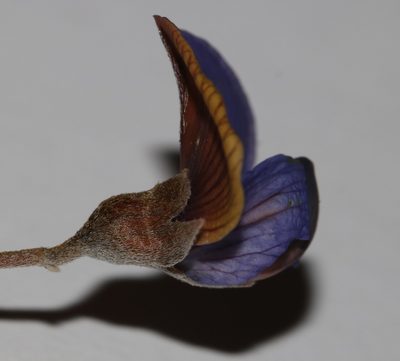 Lotononis argentea, photographed by Brian du Preez