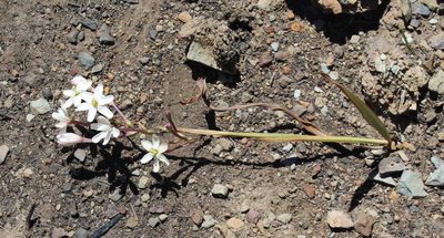 Ixia paucifolia, photographed by Brian du Preez