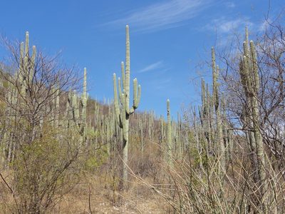 Cephalocereus tetetzo, photographed by Christoph Moning