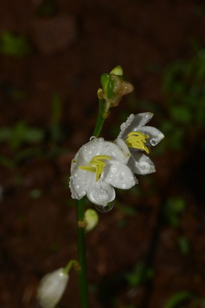 Chlorophytum tuberosum, photographed by S.MORE