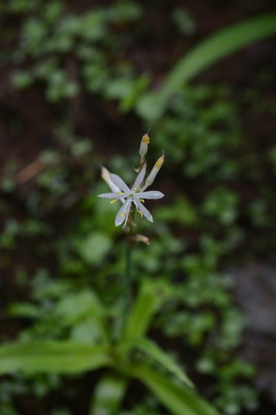 Chlorophytum borivilianum, photographed by S.MORE
