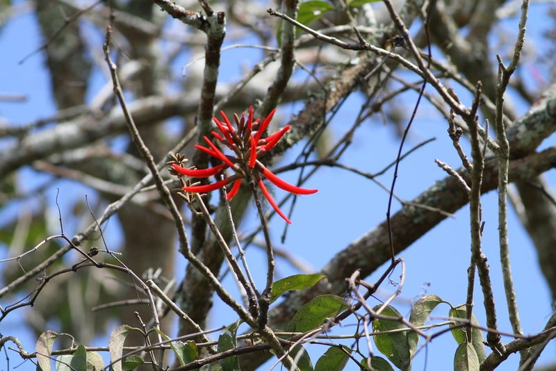 Erythrina chiapasana, photographed by Christoph Moning