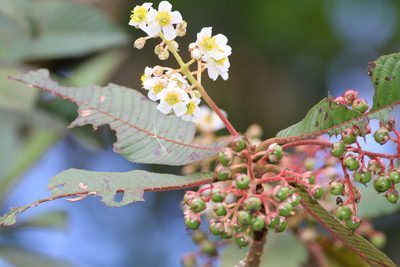 Saurauia madrensis, photographed by Christoph Moning