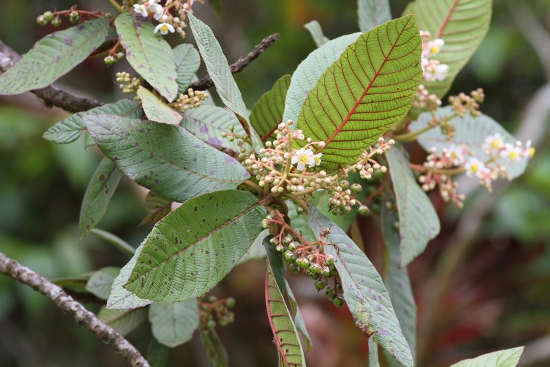 Saurauia madrensis, photographed by Christoph Moning