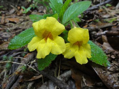 Hemichaena fruticosa, photographed by Christoph Moning
