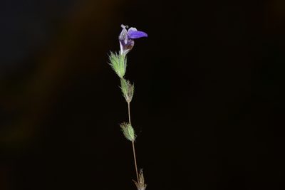 Hygrophila serpyllum, photographed by S.MORE