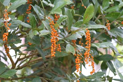 Citharexylum crassifolium, photographed by Christoph Moning