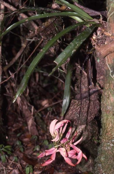 Strongylodon madagascariensis, photographed by Simon Tonge
