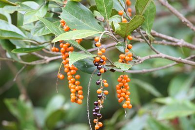 Citharexylum crassifolium, photographed by Christoph Moning