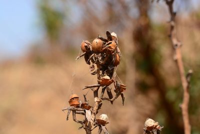 Rivea ornata, photographed by S.MORE