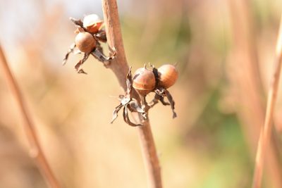 Rivea ornata, photographed by S.MORE