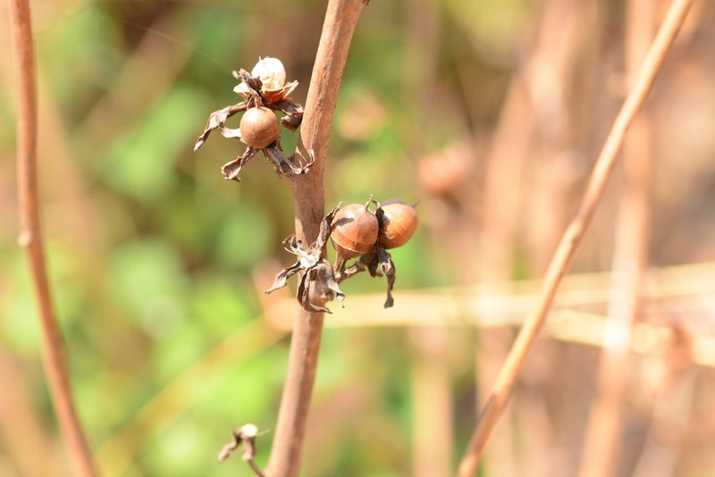 Rivea ornata, photographed by S.MORE