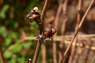 Rivea ornata, photographed by S.MORE