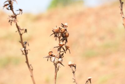 Rivea ornata, photographed by S.MORE