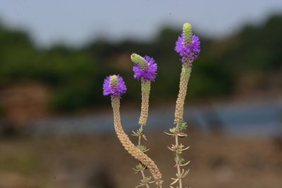 Pogostemon deccanensis, photographed by S.MORE