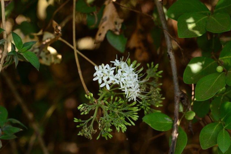 Pavetta indica, photographed by S.MORE