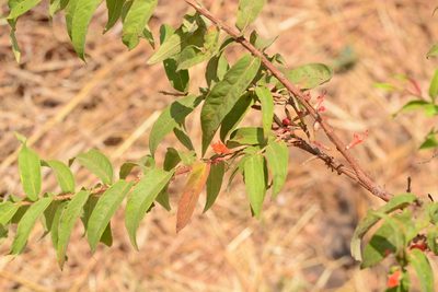 Woodfordia fruticosa, photographed by S.MORE