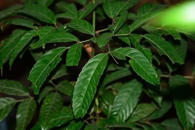 Leea indica, photographed by S.MORE