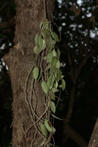 Hoya wightii, photographed by S.MORE