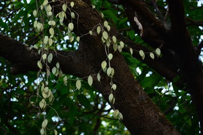 Hoya wightii, photographed by S.MORE