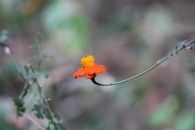 Adenophyllum aurantium, photographed by Christoph Moning