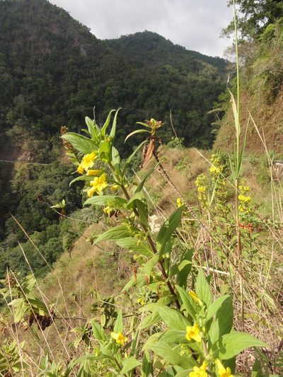Hemichaena fruticosa, photographed by Christoph Moning