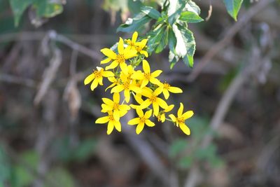 Electranthera mutica, photographed by Christoph Moning