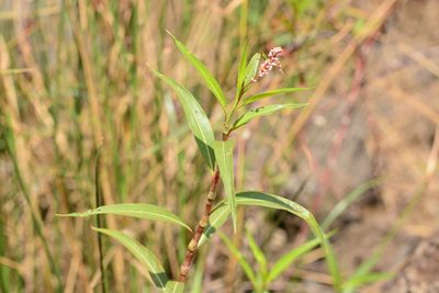 Persicaria glabra, photographed by S.MORE