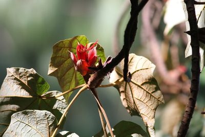 Chiranthodendron pentadactylon, photographed by Christoph Moning