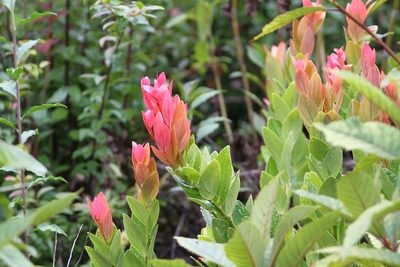 Macleania insignis, photographed by Christoph Moning