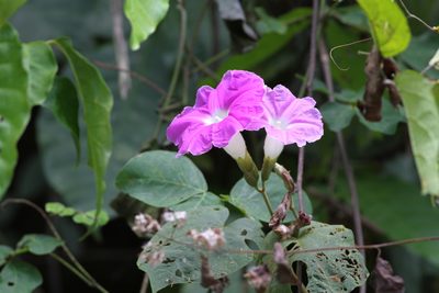 Ipomoea mairetii, photographed by Christoph Moning