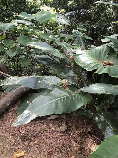 Alpinia formosana, photographed by Takaaki Hattori