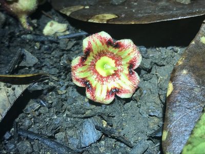 Sterculia apetala, photographed by greatest_auk