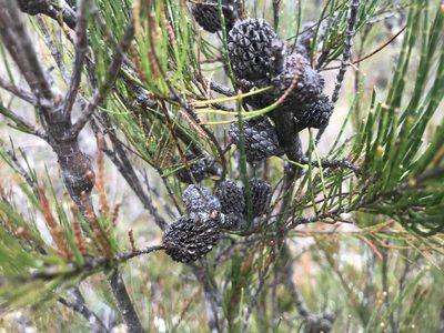 Allocasuarina humilis, photographed by Ann Bentley