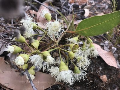 Corymbia calophylla, photographed by Ann Bentley