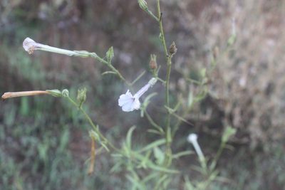 Nicotiana acuminata, photographed by Scott Loarie