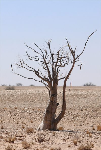 Moringa ovalifolia, photographed by ajott